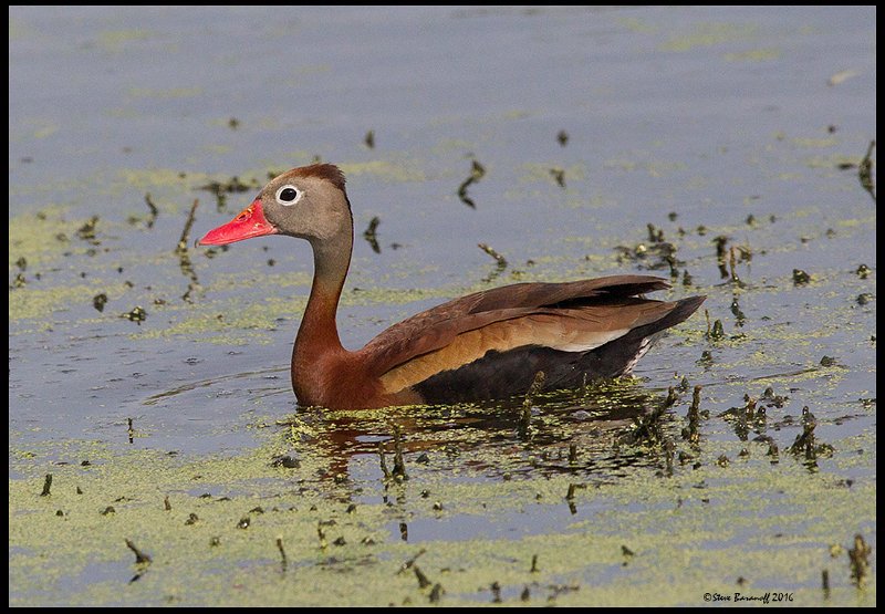 _6SB1000 black-bellied whistling duck.jpg